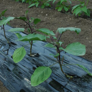 aubergine_plantation