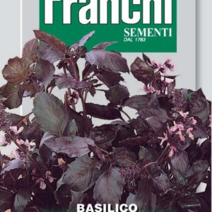 basilic violet