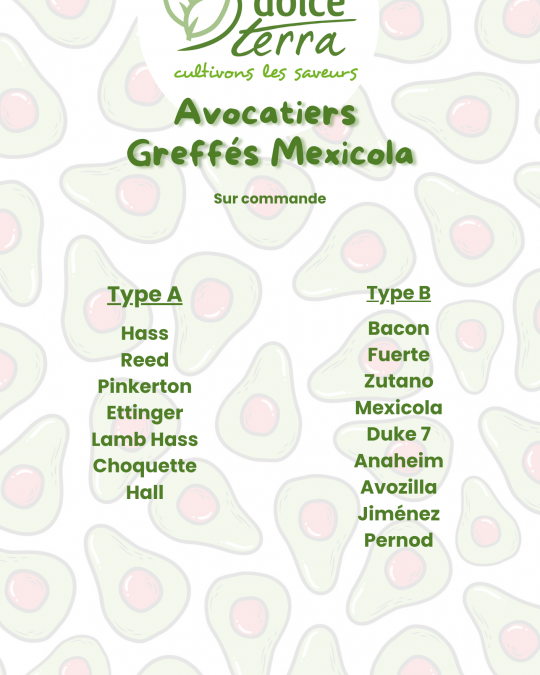 Avocatiers Greffés Mexicola
