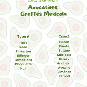 Avocatiers Greffés Mexicola