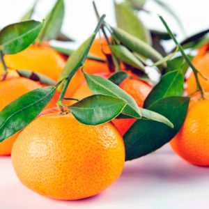 Mandarine early pride
