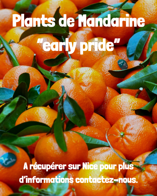 mandarine