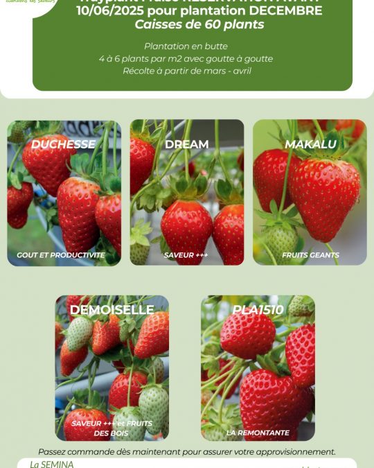 Flyer TRAYPLANT