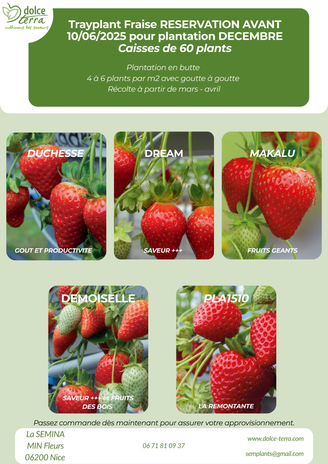 Flyer TRAYPLANT