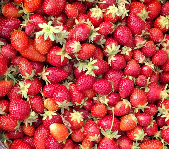 Fraisier Dream trayplant sur reservation pour plantation décembre
