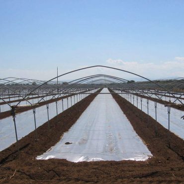 Film solarisation