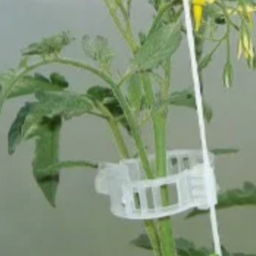 Clips tomates
